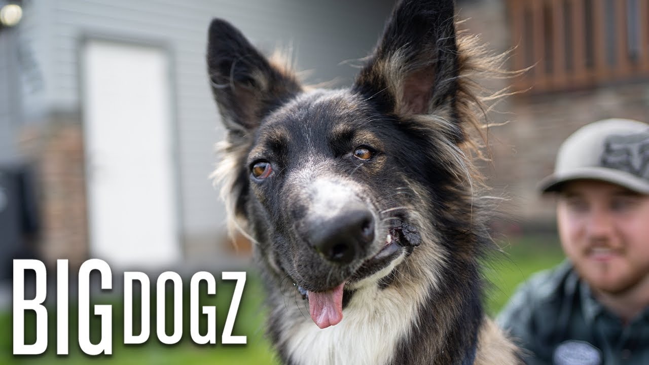 Meet Frozen The 130lbs Polar Bear Pitbull Big Dogz Youtube