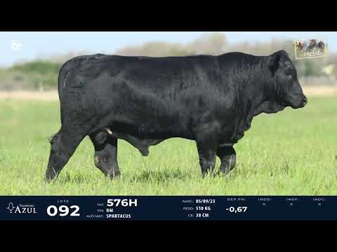 LOTE 92   TAT 576H M Brangus