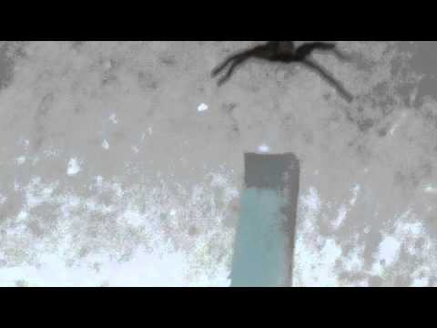 عنكبوت القبو 000