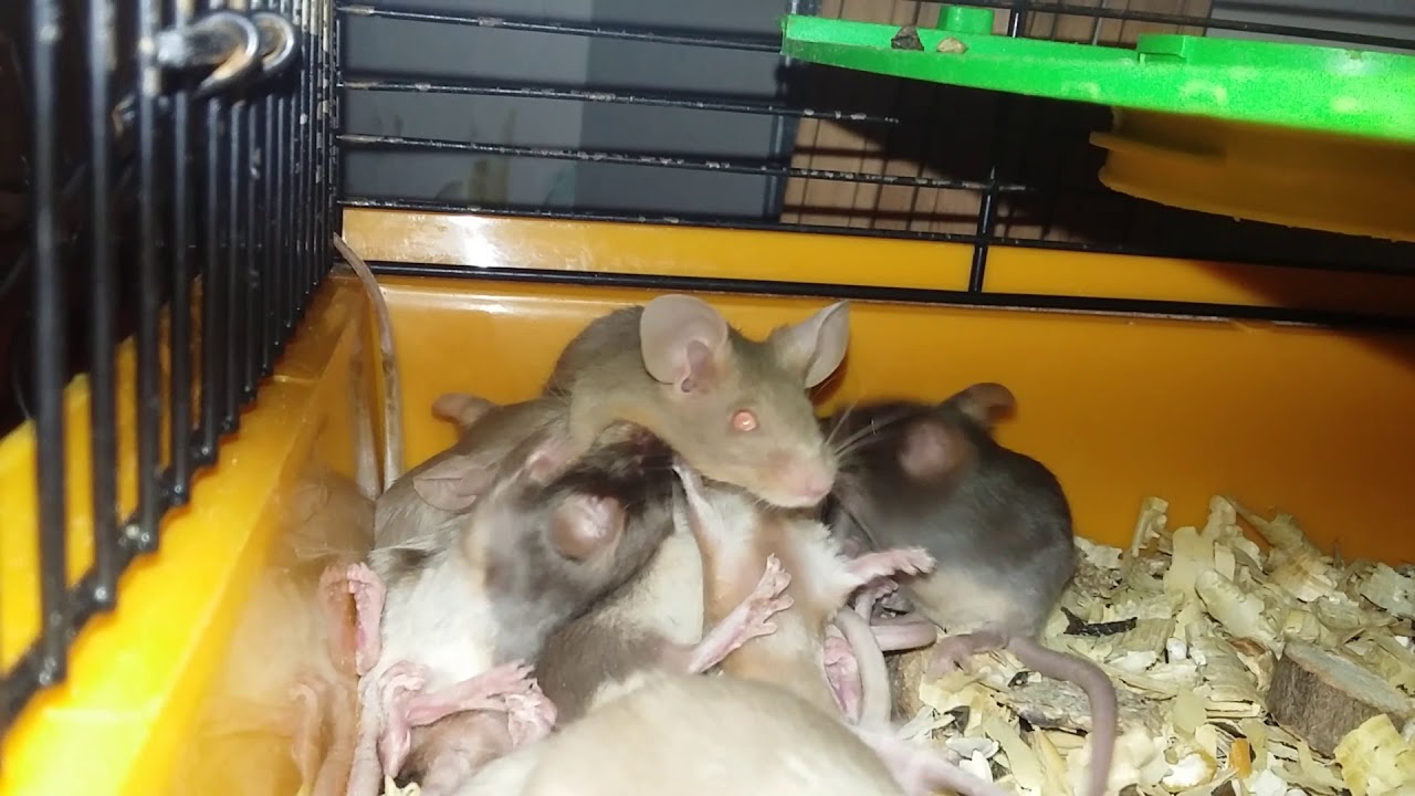 Взрослая мышь. Мама мышь и мышонок. Как мышь кормит мышат. Мышь кормит молоком. Мышь кормит молоком.