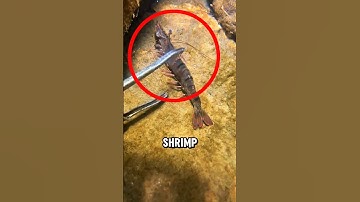 MICROSCOPE: SHRIMP 😱🦐 #shorts #microscope #science #shrimp