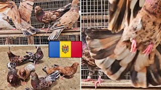 Республика Молдова. Бакинские бойные мраморные голуби | Almond pigeons, Republic of Moldova