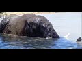 The elephants go swimming & Sebakwe water bombs Tigere while he films!