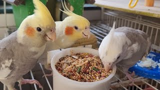 3 Hours of COCKATIEL SINGING to train your Cockatiel to sing. Cockatiel song for Cockatiel training by cockatiel singing 11,671 views 3 weeks ago 3 hours, 3 minutes