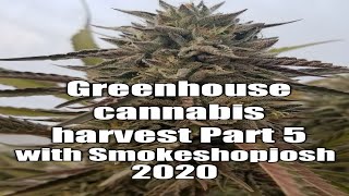 Greenhouse cannabis harvest Part 5