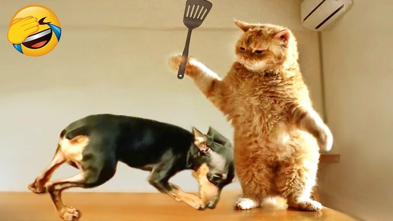 FUNNY ANIMALS 2023 🐱🐶ANIMAL FUN WITH CATS, DOGS AND OTHER ANIMALS # ...