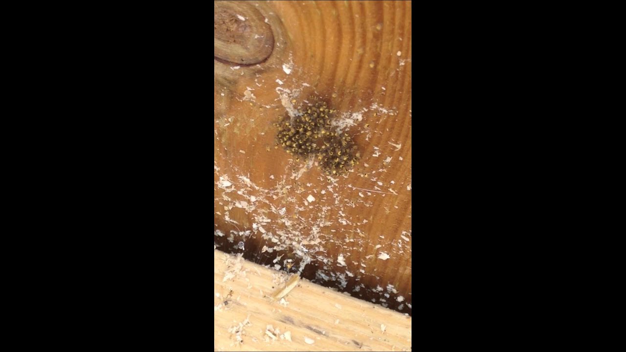 northumberland county council Baby spiders by Chris O'Neil