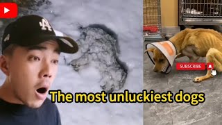 The Most Unluckiest Dogs In The World I Ever Seen. ＃Dog #Love #Pets