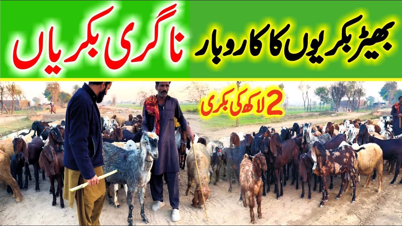 Pakistan Punjab goat farming | goat business 