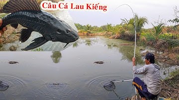Câu Cá Lau Kiếng , Cá Này Câu Đã Tay Lắm Kéo Cá Cực Phê Không Tin Thử Thi Biết