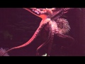 Octopus @ Sea World