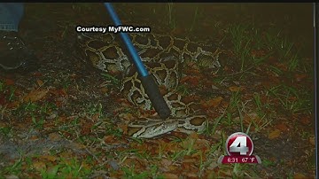 FWC plans "python patrol" workshop in Naples