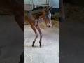 How To Fix Ballerina Foals 😷 #goodtoknow #vet #medicine #funfacts #lifehacks #educational #survival