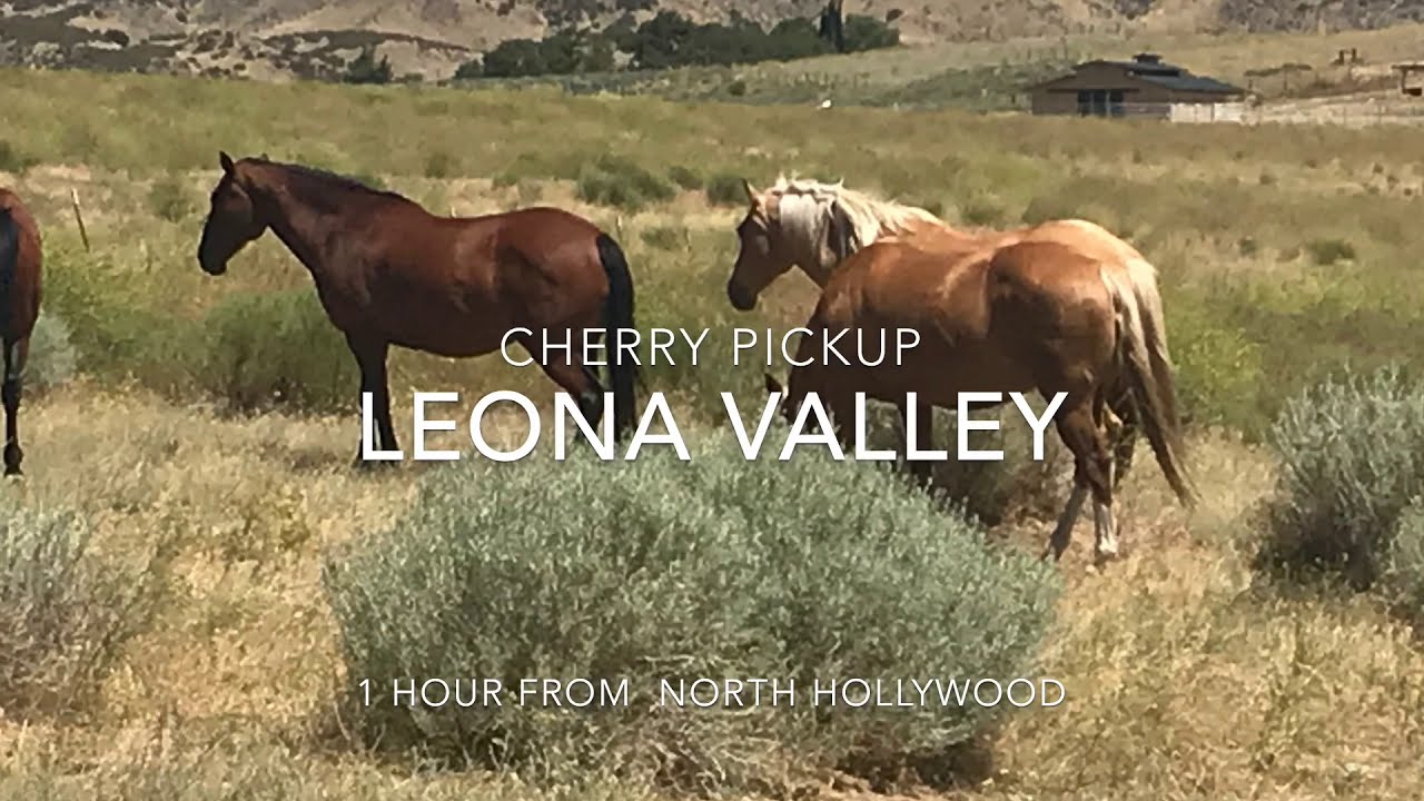 U-pick cherry. เก็บcherry ในหุบเขา กลางทะเลทราย.