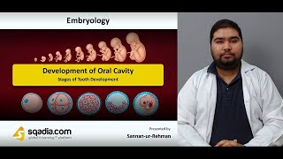 Development of Oral Cavity | Stages Of Tooth Development