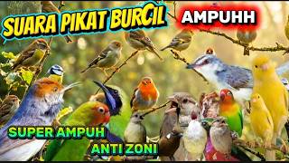 💥 Suara Pikat BURCIL Paling Ampuh Anti Zonk 100% Datang Mendekatg Datang!