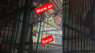 Download Lagu burung murai air #kicaumania #murai #burungmuraiindonesia #kicaumanianusantara MP3