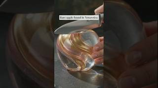 Rare apple found in Antarctica #asmr #relaxing #fruitcutting #apple