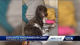 Meet Cecil, the moneymunching pooch who dined on $4,000 of Point Breeze couple's cash