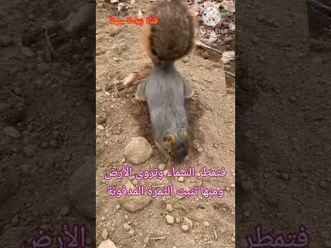 السنجاب يزرع ثمرة الجوز