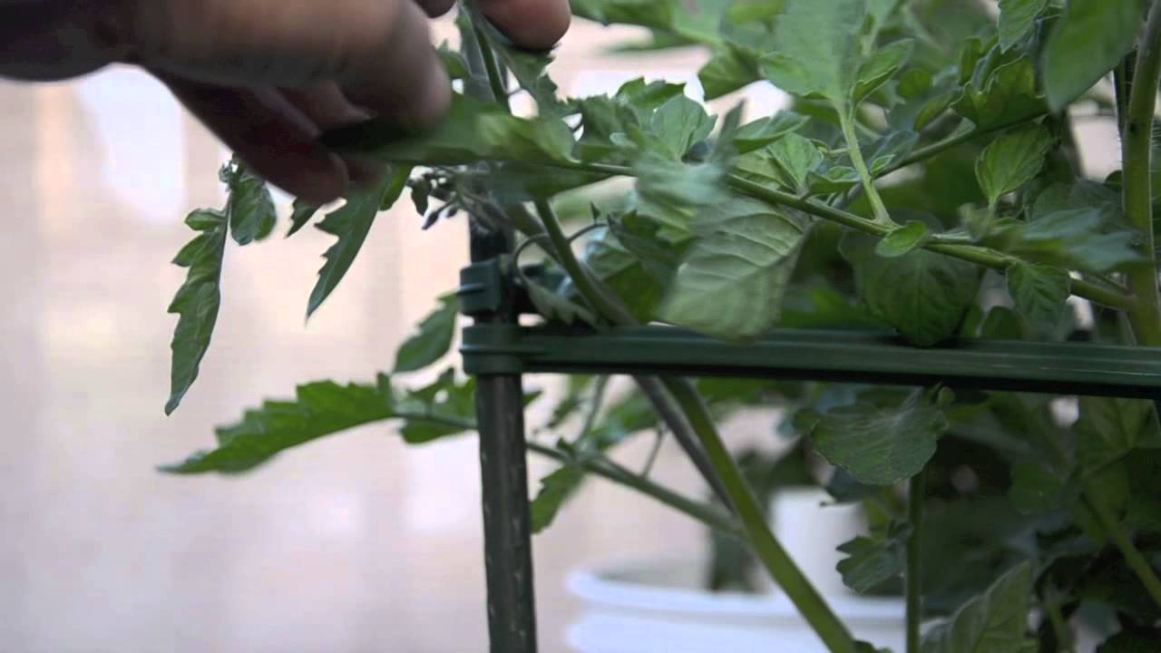 Growing tomato in containers minigold tomato YouTube