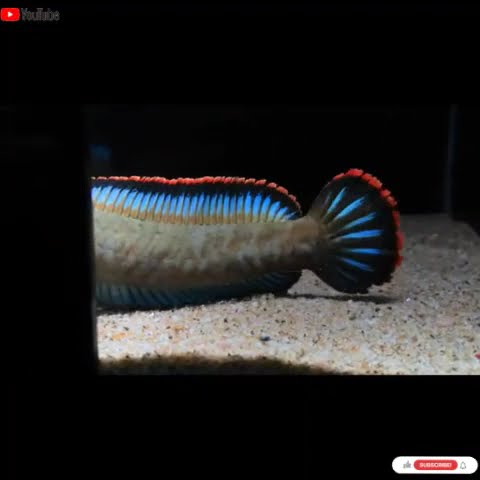 5 jenis pakan alami ikan channa agar warnanya cepat keluar #short