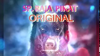 SUARA WALET RAJA PIKAT ORIGINAL