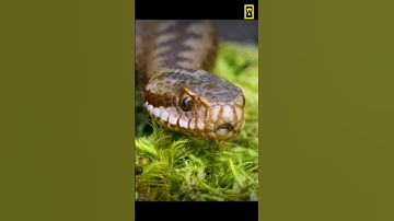 snake hiss sound 🐍🐍  #snake #wildlife #animals #shortvideo #shorts #short