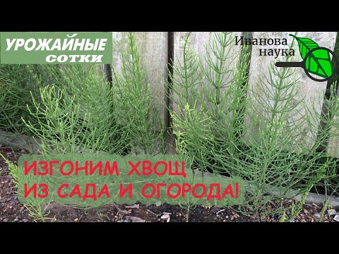 Видео: Является ли хвощ многолетним?