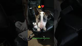 Bullterier Puppy 13 Weeks Upset, She Growls Xd Must See