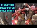 C-Section in Cattle | Dead Futus | Still Birth | Field Veterinary Surgery | Dr. Ahsan Razzaq