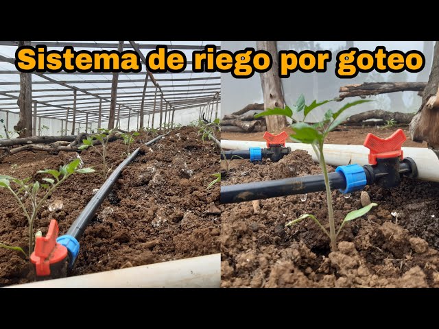 Instalación de riego por goteo - Micro Manguera + Manguera Agrícola 