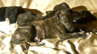 Щенки породы грейхаунд - Greyhound Puppies (with Eng Subtitles) Щенки породы грейхаунд - Greyhound Puppies (with Eng Subtitles)