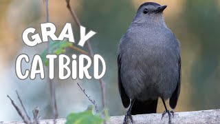 Gray Catbird | A superb songster and skilled mimic!