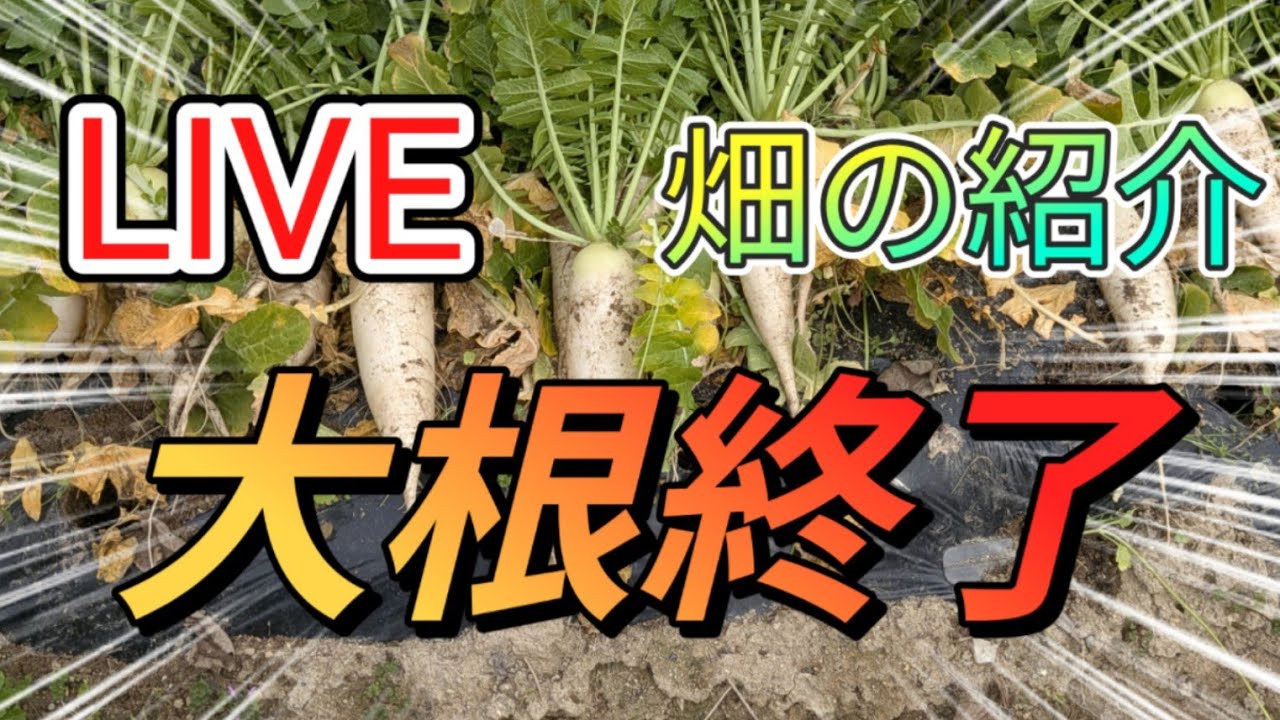 2026/3/2畑の紹介LIVE配信　大根終了