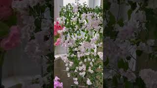 Зимнее цветение бугенвиллии/ bougainvillea winter bloom