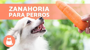 ¿Se pueden dar zanahorias a un perro?