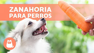 ¿Puedo darle zanahorias a mi perro todos los días?