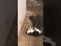 Жёсткая драка котов