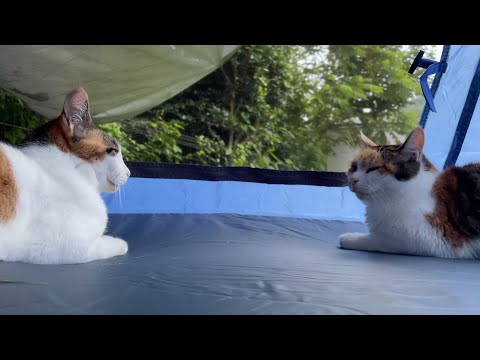 テントでくつろぐ猫たち
