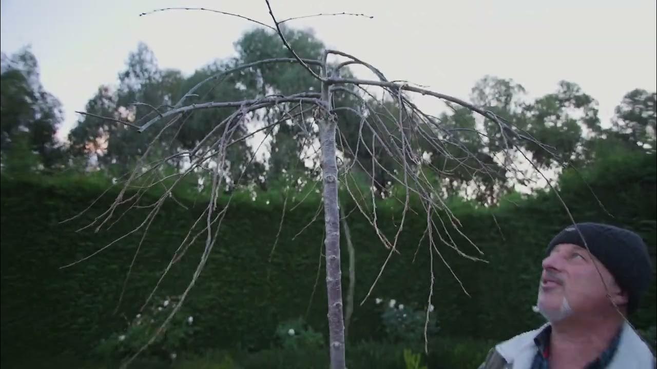 How To Prune Weeping Cherry Trees YouTube