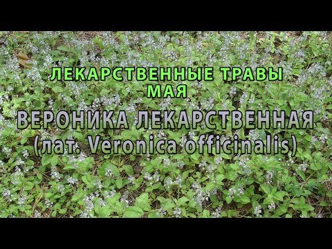 Видео: Вероника - трава?