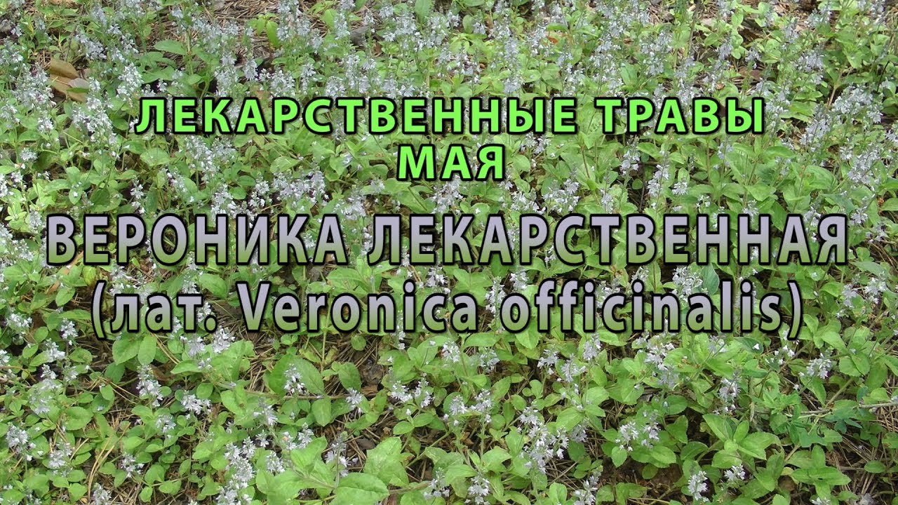 Лекарственные растения мая "Вероника лекарственная"