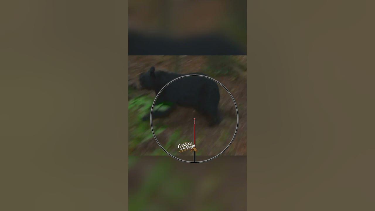 Where to Shoot a Bear with a Bow (Hunting Tips) hunting animals 