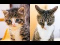 Kitten to Cat - Cute Compilation - part 2