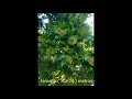Roble ehretia tinifolia