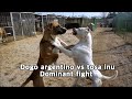 Playtime of a dogo argentino and a tosa inu   