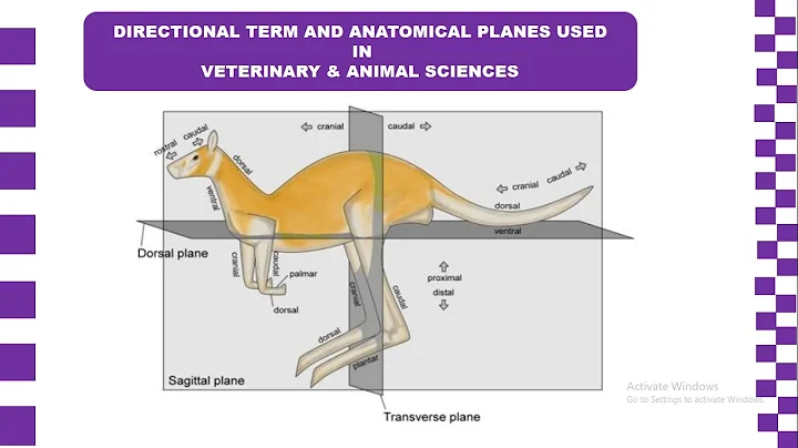 Directional Terms and Anatomical Planes used in Veterinary and Animal Sciences