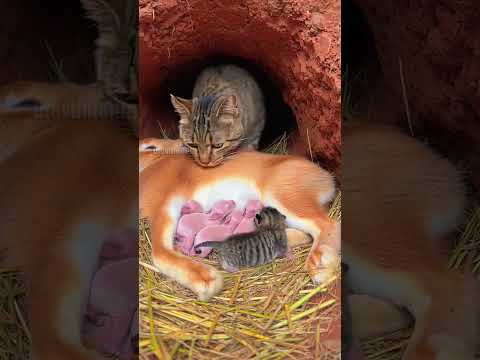 Cat Finds Missing Kitten in Rabbit Burrow