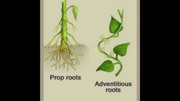 Different types of Root || Prop roots and Adventitious Roots